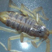 centruroides infamatus