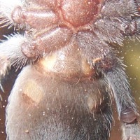 Brachypelma smithi