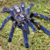 Poecilotheria metallica