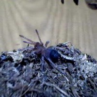 Brachypelma boehmei