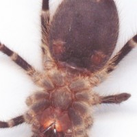 G. aureostriata sub-juvenile sling