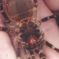 G. aureostriata juvenile, please sex me