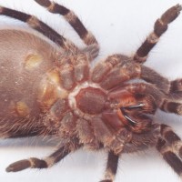 A. geniculata small juvenile