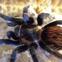 ID me, aphonopelma?