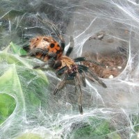 Chromatopelma cyaneopubescens