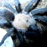 Aphonopelma anax