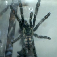 Psalmopoeus irminia