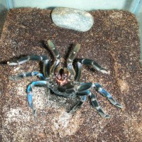 Haplopelma lividum