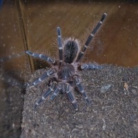 Grammostola aureostriata