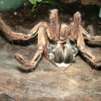 Theraphosa blondi moult