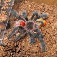 Grammostola inheringii