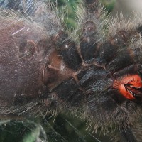 A. avicularia