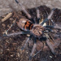 Chromatopelma cyaneopubescens