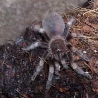 Brachypelma smithi