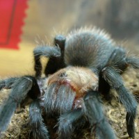 Aphonopelma anax