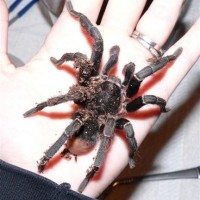 Aphonopelma seemani - Mature Male