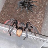 Aphonopelma seemani - Mating