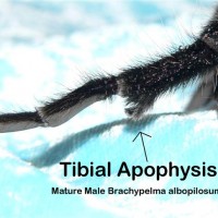 Brachypelma albopilosum - Mature Male