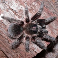 Phormictopus cancerides - Adult Female