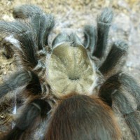 Aphonopelma hentzi