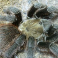 Aphonopelma hentzi