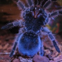 G. rosea juvenile**Updated**