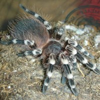 Acanthoscurria geniculata