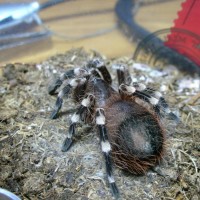 Acanthoscurria geniculata