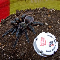 Aphonopelma somethingorother