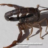 Hottentotta judaicus from ISRAEL