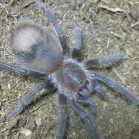 Lasiodora parahybana