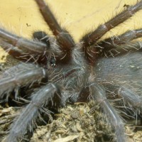 Lasiodora parahybana