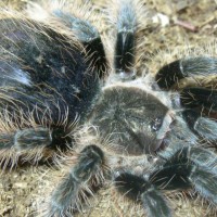 Brachypelma albopilosum