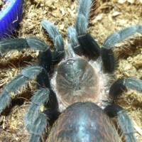 Brachypelma vegans