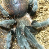 Brachypelma vegans