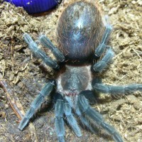 Brachypelma vegans