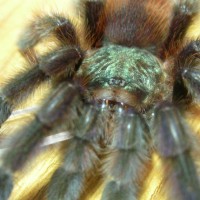 Avicularia versicolor