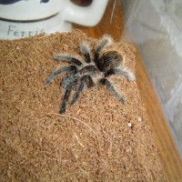 My Little Curly Hair b. albopilosum