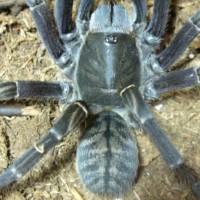 Haplopelma sp. Vietnam