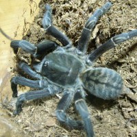 Haplopelma sp. Vietnam