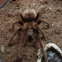 Theraphosa apophysis