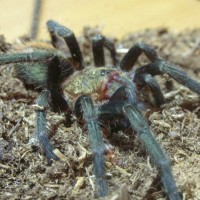 Thrixopelma pruriens