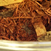 This my Romulus, it molted last Friday morning.