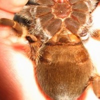 Brachypelma smithi