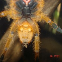 my friend´s P. murinus