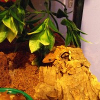 crested gecko juvi