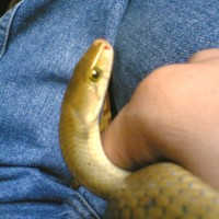 philippine brown rat snake