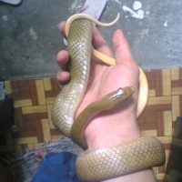 philippine brown rat snake