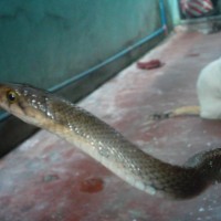 philippine brown rat snake