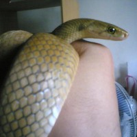 philippine brown rat snake